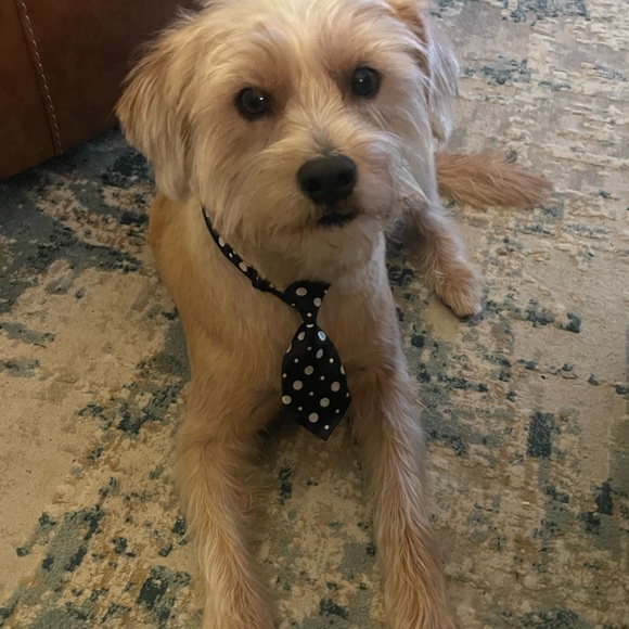 Meet your Posher, Amy - Picture 2 of 2